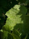 Raindrops on green grape raindrops on a grape leaf. Leaves in the sun Royalty Free Stock Photo