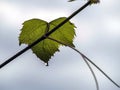 Clear raindrops on green grape leaves, macro Royalty Free Stock Photo