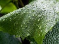 Clear raindrops on green grape leaves, macro Royalty Free Stock Photo