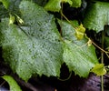 Clear raindrops on green grape leaves, macro Royalty Free Stock Photo