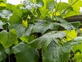 Clear raindrops on green grape leaves, macro Royalty Free Stock Photo