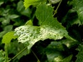 Clear raindrops on green grape leaves, macro Royalty Free Stock Photo