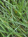 Raindrops on green grass Royalty Free Stock Photo