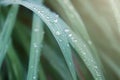 Raindrops on green grass leaves Royalty Free Stock Photo