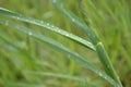 raindrops, green grass, macro, elements Royalty Free Stock Photo