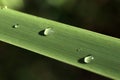 Raindrops and green leaf Royalty Free Stock Photo