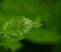 Raindrops on a green leaf against a blurry background Royalty Free Stock Photo