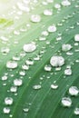 Raindrops on green leaf Royalty Free Stock Photo