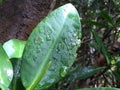 Raindrops On Green Leaf Royalty Free Stock Photo
