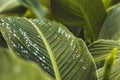 Raindrops on a green leaf. Natural hydration of plants Royalty Free Stock Photo