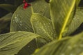 Raindrops on a green leaf. Natural hydration of plants Royalty Free Stock Photo