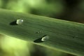 Raindrops and green leaf Royalty Free Stock Photo