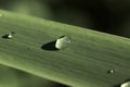 Raindrops on the  leaf Royalty Free Stock Photo