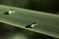 Raindrops on the  leaf Royalty Free Stock Photo