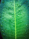 Raindrops on a green leaf in the rainy season