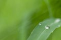 Raindrops on a green leaf with reflections Royalty Free Stock Photo