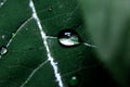 Dark Colors Of Drop Of Rain Royalty Free Stock Photo