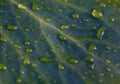 Raindrops on a green leaf Royalty Free Stock Photo