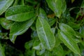 raindrops on green leaves close-up. Natural background. dark leaves in water Royalty Free Stock Photo