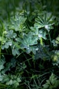 Raindrops on green leaves closeup Royalty Free Stock Photo