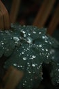 Raindrops on green leaves in fall Royalty Free Stock Photo