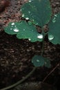 Raindrops on green leaves in fall Royalty Free Stock Photo