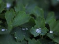 Raindrops on the green leaves of flowers in the evening