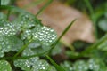 Raindrops on green leaves. Royalty Free Stock Photo
