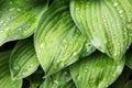 Raindrops on green leaves Hosta