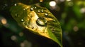 raindrops on the green leaves, macro Royalty Free Stock Photo