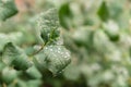 Raindrops on green leaves, morning dew on leaves in the garden