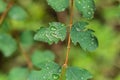 Raindrops on green leaves, morning dew on leaves in the garden