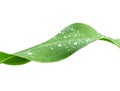 Raindrops on green leaves after rain close up, isolated on white background Royalty Free Stock Photo