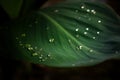 Raindrops on green leaves Royalty Free Stock Photo