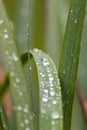 Raindrops on green leaves after a rainy day with a lot of rain refreshes the nature with water as elixir of life in rainforest