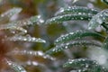 Raindrops on green leaves after a rainy day with a lot of rain refreshes the nature with water as elixir of life in rainforest Royalty Free Stock Photo