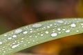 Raindrops on green leaves after a rainy day with a lot of rain refreshes the nature with water as elixir of life in rainforest Royalty Free Stock Photo