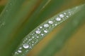 Raindrops on green leaves after a rainy day with a lot of rain refreshes the nature with water as elixir of life in rainforest Royalty Free Stock Photo