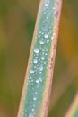 Raindrops on green leaves after a rainy day with a lot of rain refreshes the nature with water as elixir of life in rainforest Royalty Free Stock Photo