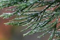 Raindrops on green leaves after a rainy day with a lot of rain refreshes the nature with water as elixir of life in rainforest Royalty Free Stock Photo