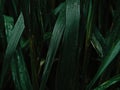 raindrops on the green leaves of a reed. close-up Royalty Free Stock Photo