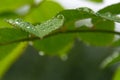 Raindrops on green leaves, selective focus. Abstract, nature background Royalty Free Stock Photo