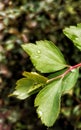 Raindrops on green leaves. Sunny day Royalty Free Stock Photo
