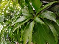 Raindrops on green mango fruit leaves are very nice Royalty Free Stock Photo