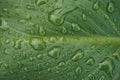 raindrops on the green plant leaf in rainy days