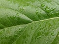 Raindrops On A Green Plant Leaf Textured Background Royalty Free Stock Photo