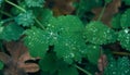 Raindrops on a green plant leaves Royalty Free Stock Photo