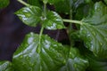 Raindrops on green plantn