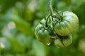 Raindrops on green tomatoes growing on vine Royalty Free Stock Photo