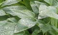 Raindrops on green Hosta leaves Royalty Free Stock Photo